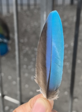 点翠羽合法养殖鹦鹉自然脱落收集羽毛服装辅料DIY真翠色饰品配件