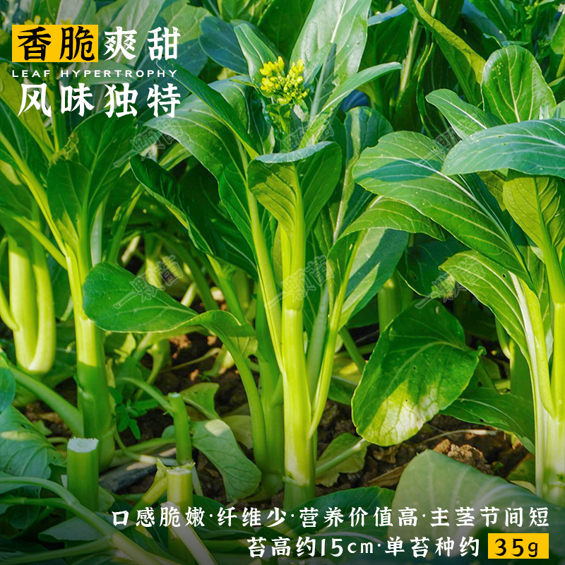 广东四九菜心菜种籽白菜苔种子红菜苔多芽菜心种青菜菜籽种孑南方-图0