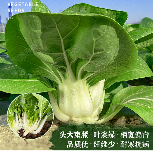 秋季南京矮脚黄菜籽蔬菜籽青菜种籽大全小白菜种子奶白菜种孑阳台 - 图1