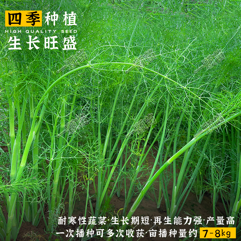 割茬小茴香种子小茴香菜种籽茴香籽盆栽回香苗庭院阳台蔬菜种植-图1