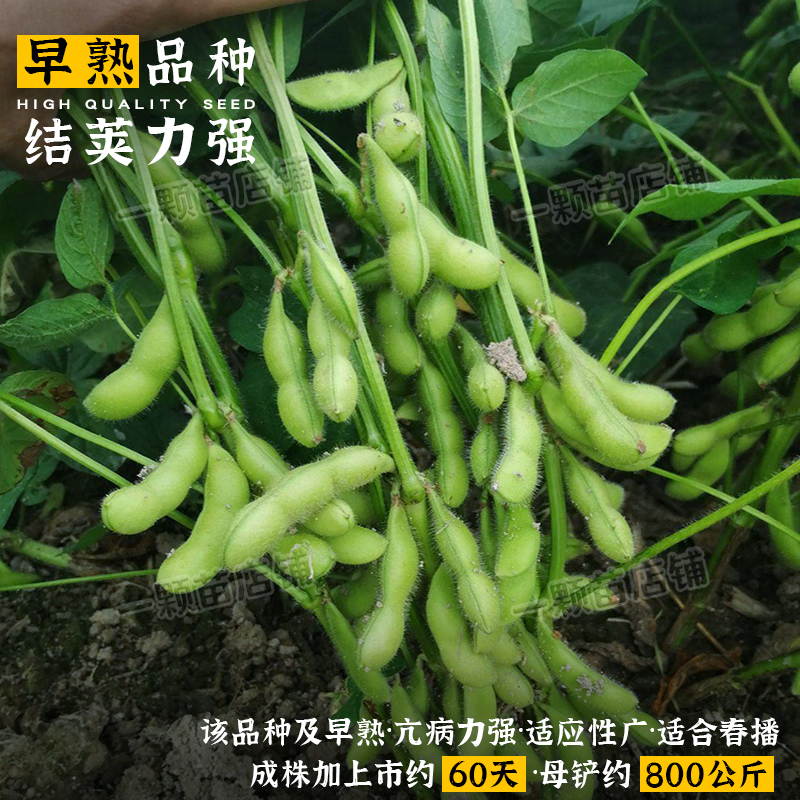 早熟毛豆种子本地特绿青豆种孑高产大粒黄豆大豆种籽菜豆种蔬菜籽-图0