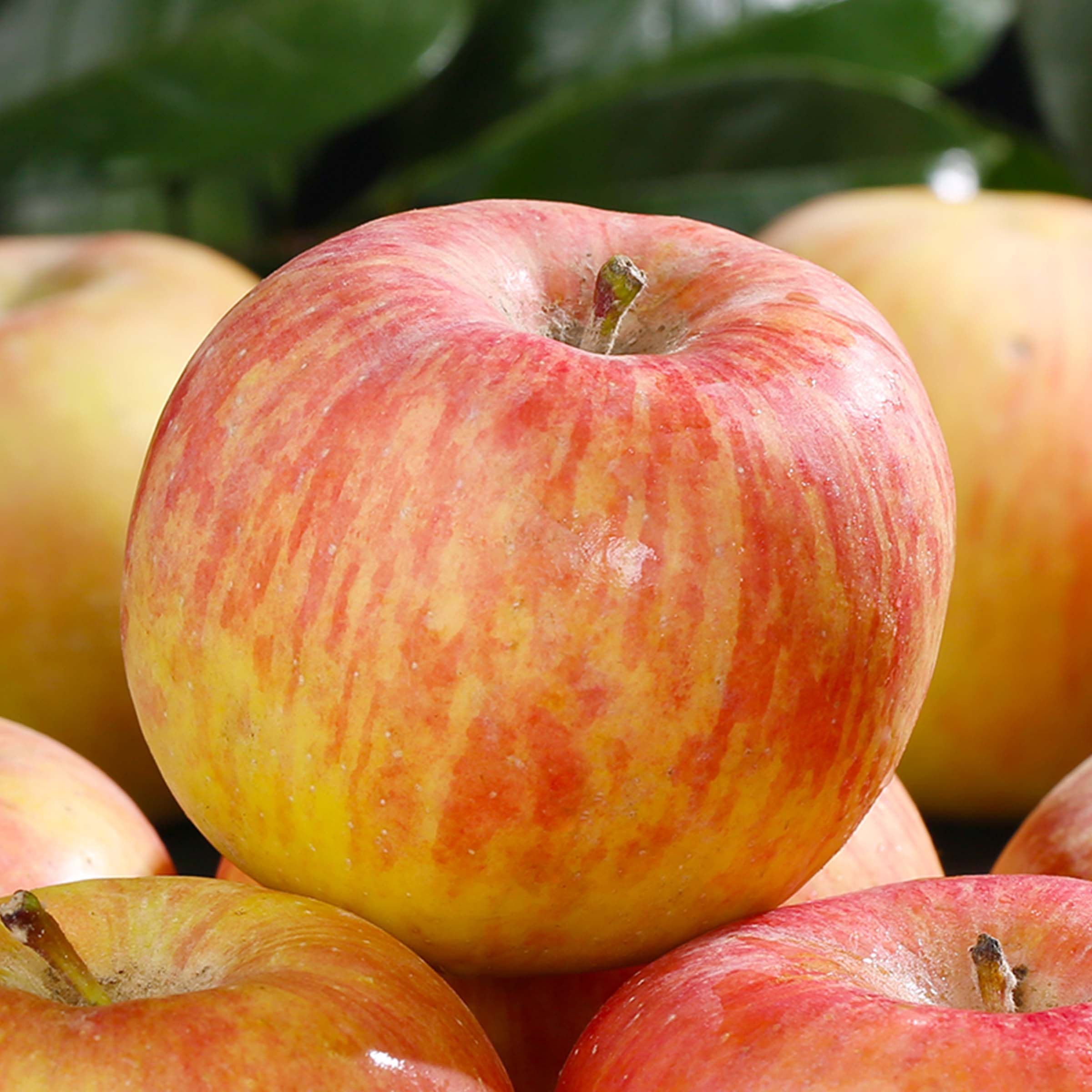 【新疆直发】阿克苏冰糖心苹果新疆正品现摘新鲜水果当季整箱包邮,淘宝优惠券,粉丝福利购,淘宝优惠卷