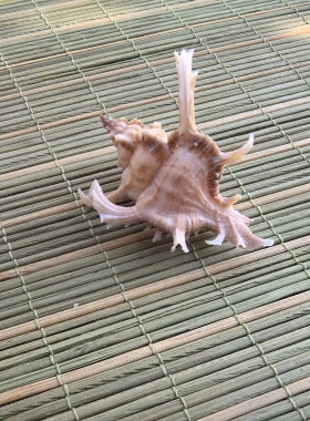 天然标本螺芭蕉螺白骨螺胭脂螺水族箱观赏海螺珊瑚贝壳海螺贝壳