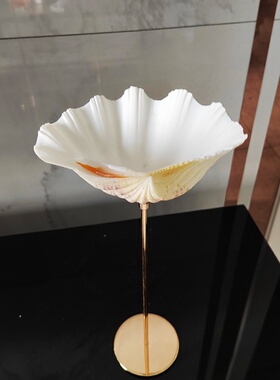 天然贝壳白色果盘菜盘海螺贝壳