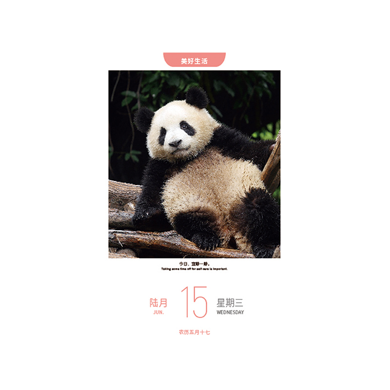 熊猫日历2022年可通过扫码观看大熊猫的趣味短视频-图2