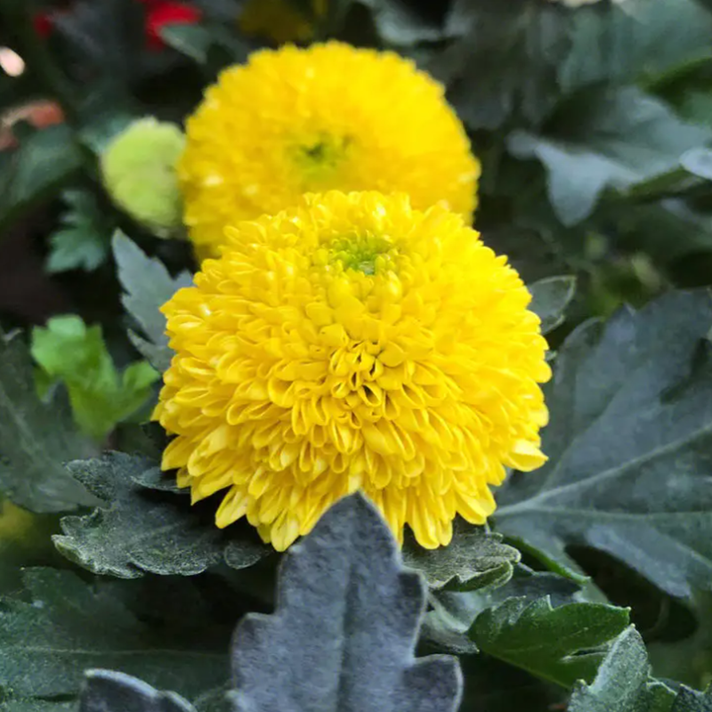 春季花卉苗木乒乓菊花苗四季开花绿植物盆栽庭院阳台地栽易活好养-图1