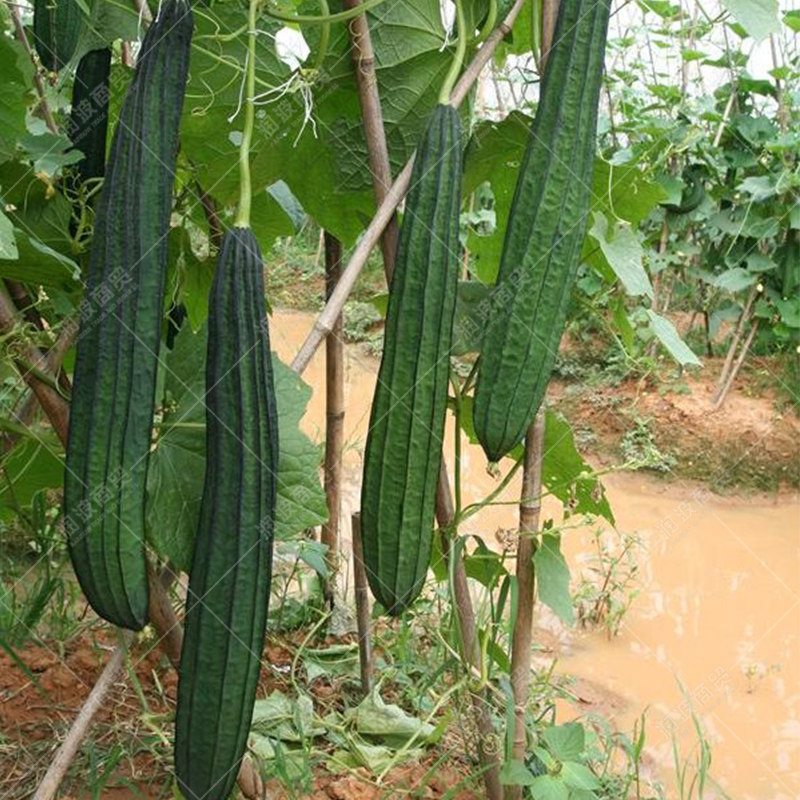 棱丝瓜种子寿光特长棱瓜八棱瓜八角瓜雅绿二号丝瓜高产水丝瓜
