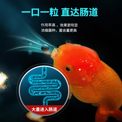 玛豆配合金鱼饲料用益生菌颗粒兰寿锦鲤等观赏鱼肠道健康消化 - 图1