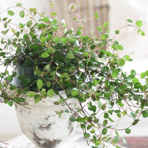 千叶垂吊兰BB草常绿室内外好养花卉绿植盆栽办公桌面简约治愈可爱 - 图2