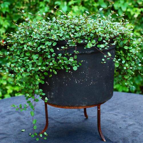 千叶垂吊兰BB草常绿室内外好养花卉绿植盆栽办公桌面简约治愈可爱 - 图0