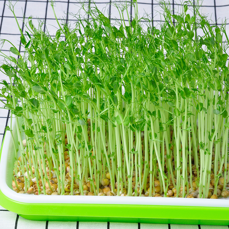 水培芽苗菜种植盘套装豆芽菜麻豌豆苗小麦加密无盖育苗盘耐用耐晒