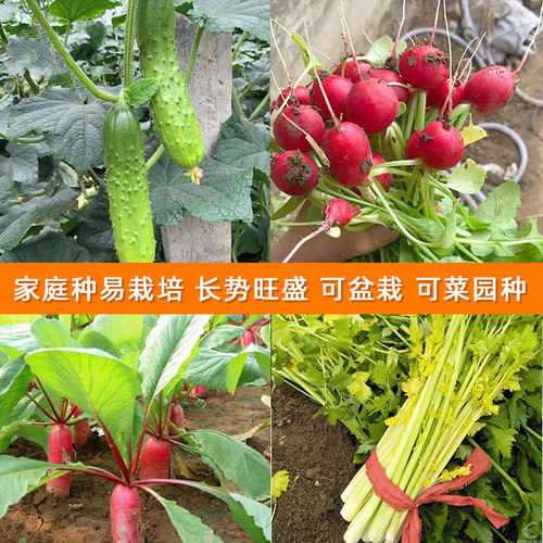 蔬菜种子阳台种菜黄瓜番茄韭菜香菜辣椒秋冬四季易种农家菜种籽孑 - 图1