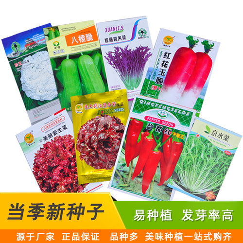 蔬菜种子阳台种菜黄瓜番茄韭菜香菜辣椒秋冬四季易种农家菜种籽孑 - 图0