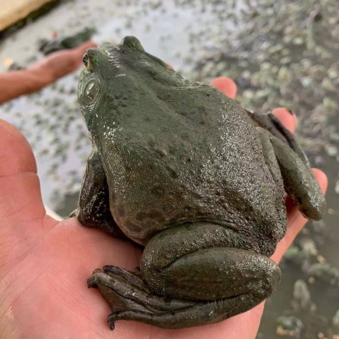 牛蛙鲜活大牛蛙按斤卖鲜活发货一只半斤左右牛蛙鲜活新鲜特大号蛙,淘宝优惠券,粉丝福利购,淘宝优惠卷