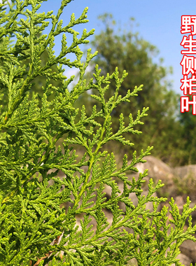 圣诞树新鲜侧柏枝蛋糕甜品装饰 烤肉摆盘 西冷点缀装饰现摘侧柏叶