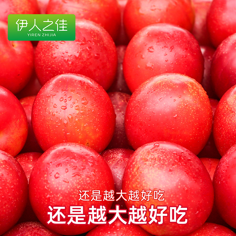 智利进口樱桃李5斤新鲜水果当季整箱包邮孕妇高端水果甜樱桃李子