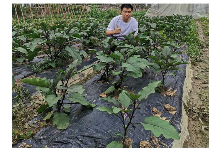 湖南本地新鲜精品圆茄子 蔬菜 农家自种 现摘现发 紫茄子坏烂包赔