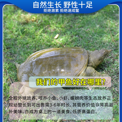 甲鱼鲜活野外放养生态老鳖外塘甲鱼水鱼活体团鱼王八青黄背 - 图1