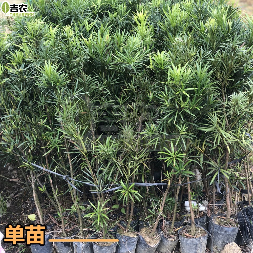 雀舌罗汉松树苗造型盆景球型植物庭院阳台室外四季常青不带盆-图1