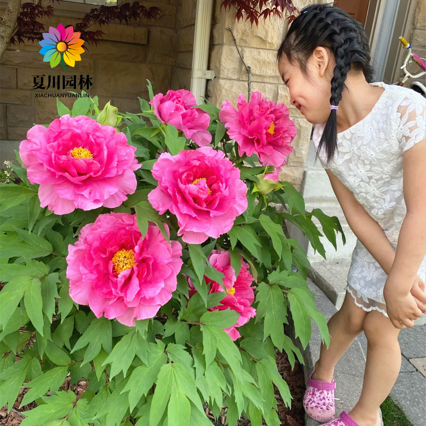牡丹花苗大苗重瓣芍药庭院阳台盆栽花卉正宗观赏木本老桩牡丹花树