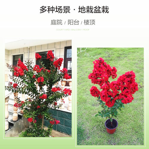 紫薇树苗天鹅绒紫薇红花紫薇红火箭紫薇树别墅庭院绿化大型风景树 - 图3