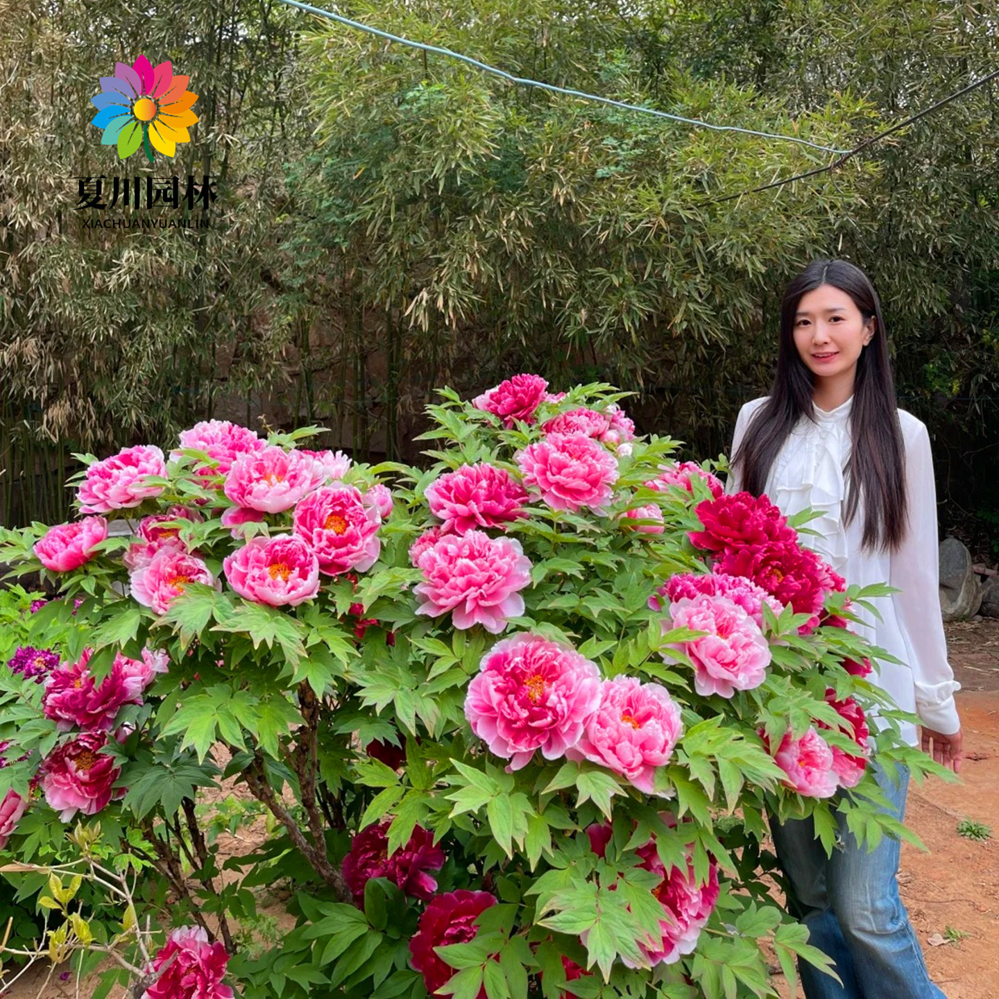 牡丹花苗大苗重瓣芍药庭院阳台盆栽花卉正宗观赏木本老桩牡丹花树