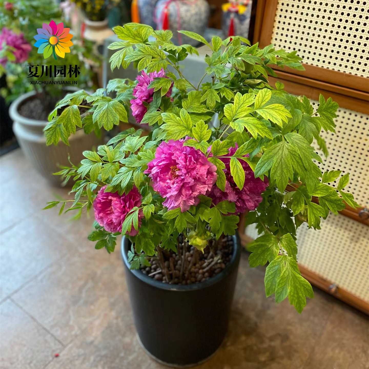 牡丹花苗大苗重瓣芍药庭院阳台盆栽花卉正宗观赏木本老桩牡丹花树
