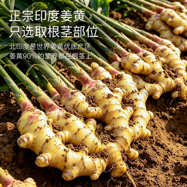 ອັງກິດ PhD ຝຸ່ນ Turmeric ອິນເດຍເຫນືອອິນຊີ