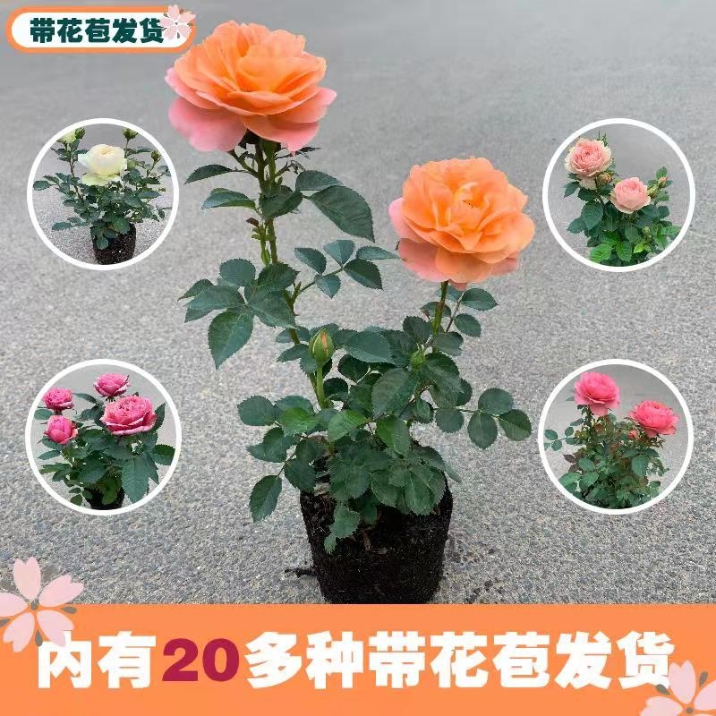 玫瑰花盆栽带花苞室内植物四季开花不断好养花卉绿植小月季苗阳台 - 图0