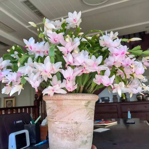圣诞白白色蟹爪兰花卉四季植物室内花好养年宵花带花苞白玛丽盆栽 - 图0