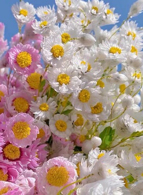 五式方鲁丹鸟干花钜惠