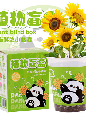 晓梦创意植物盲盒小盆栽儿童幼儿园种植花卉种子桌面绿植盆栽