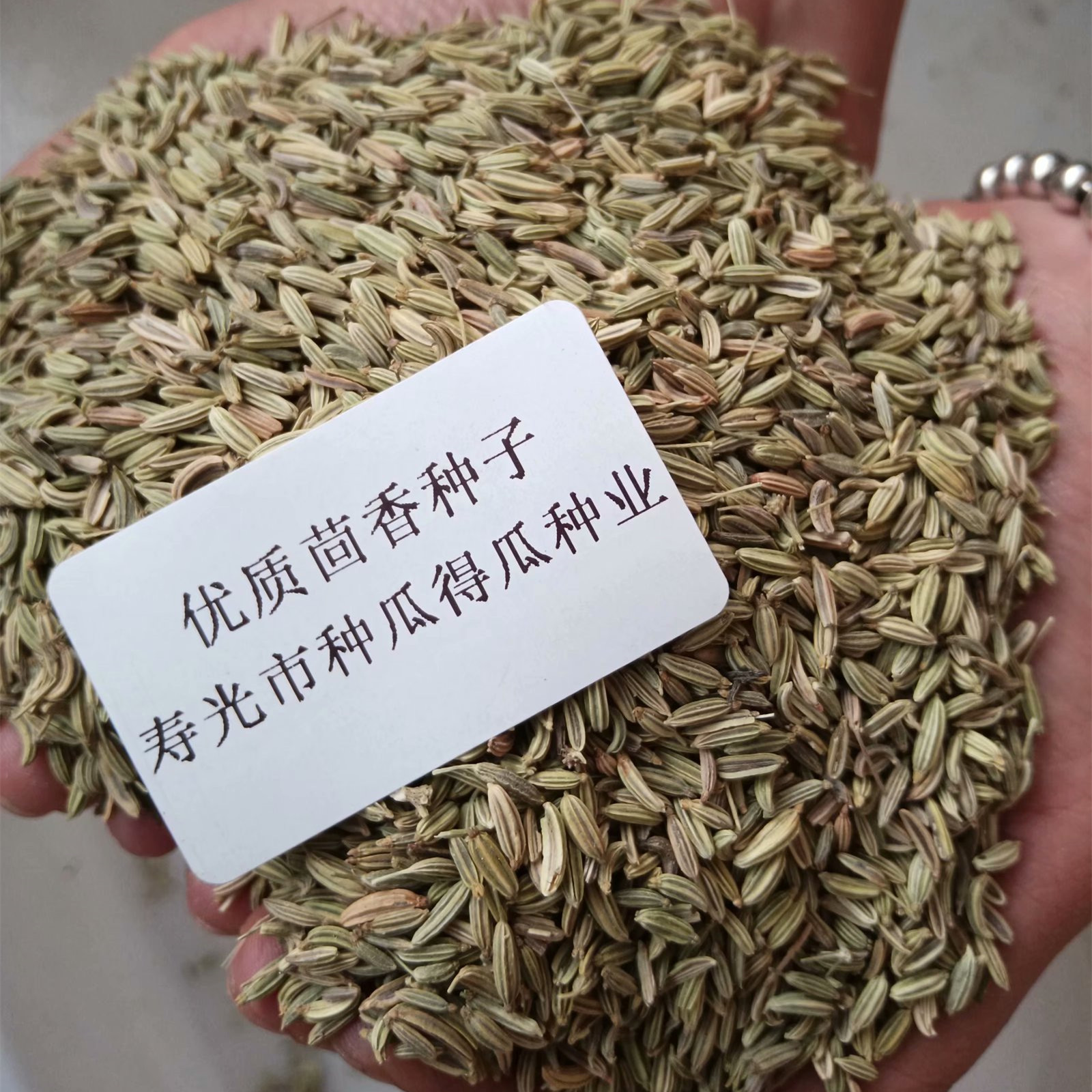 割茬小茴香种子种籽春秋冬四季阳台盆栽青菜叶菜香菜蔬菜种孑苗秧-图2