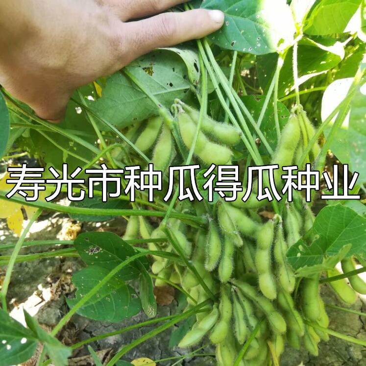 鲜食大粒毛豆种子早熟高产青豆黄豆菜豆地豆种籽春四季蔬菜种孑苗 - 图1