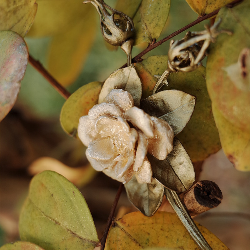 MichaelMichaud黄玫瑰胸针女高级胸花小众设计轻奢别针送长辈上司