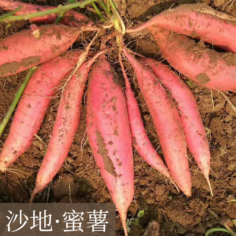  菓滋维番薯
