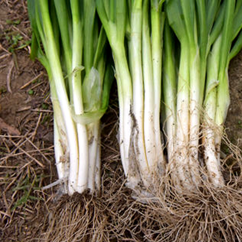 四季小葱种子分葱小细葱小香葱种籽阳台盆栽葱蔬菜孑种头葱头四季_虎窝淘