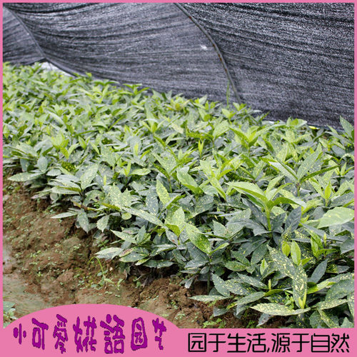 洒金珊瑚庭院绿化苗木洒金珊瑚小苗园林四季常青绿化彩色小苗包邮 - 图1