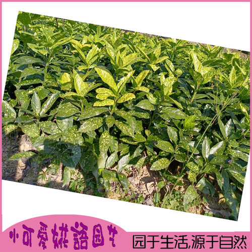 洒金珊瑚庭院绿化苗木洒金珊瑚小苗园林四季常青绿化彩色小苗包邮 - 图2