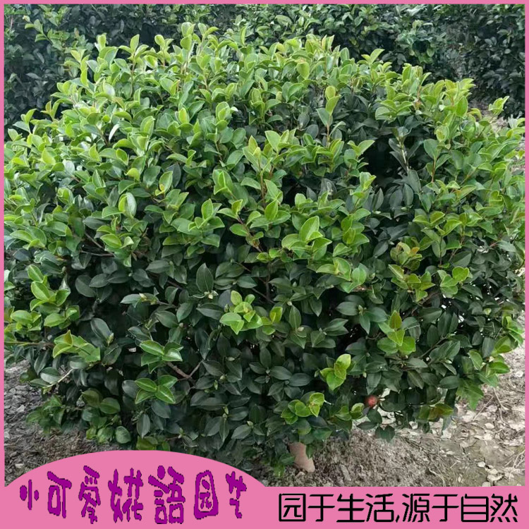 茶梅球茶梅球花苗茶梅盆栽四季开花茶梅树大型庭院盆景别墅绿化树 - 图2