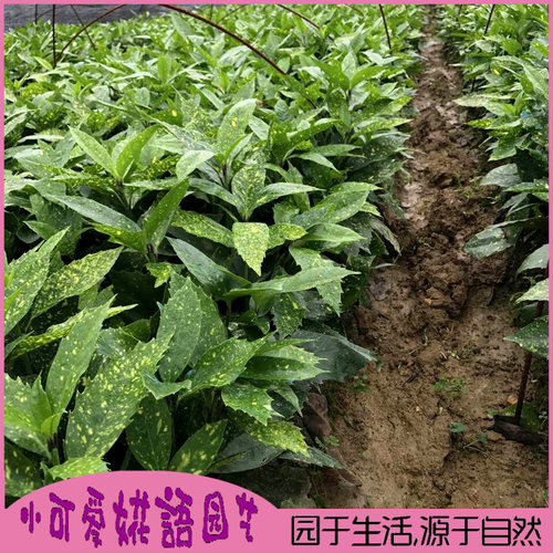 洒金珊瑚庭院绿化苗木洒金珊瑚小苗园林四季常青绿化彩色小苗包邮 - 图0