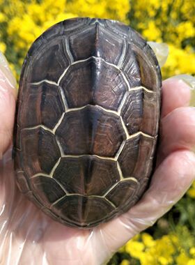 天然真龟壳金线龟甲文玩龟壳手把件摆件完整六爻工具富甲天下干净