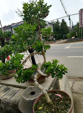 瓜子黄杨好养树桩植物耐寒耐热
