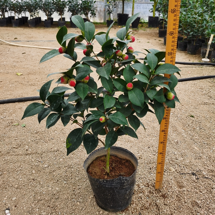 红玉山茶花树苗盆栽带花苞新品种四季花卉绿植艳红色室内正品包邮