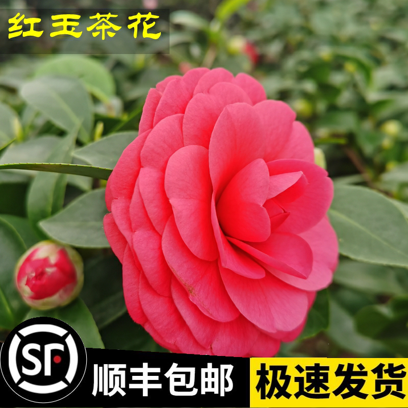 红玉山茶花树苗盆栽带花苞新品种四季花卉绿植艳红色室内正品包邮