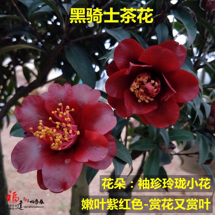 黑骑士茶花盆栽树苗花色紫黑红丝绸质感袖珍带花苞名贵品种包邮