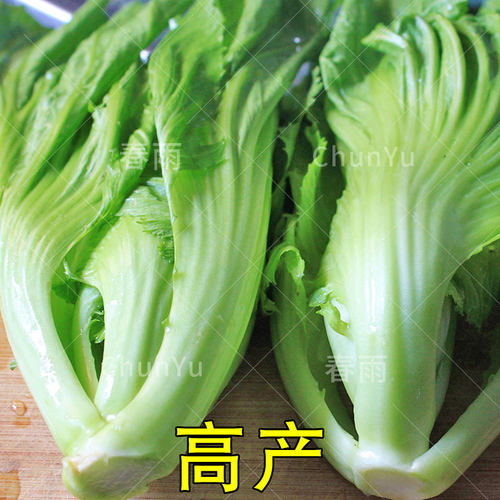 包心芥菜种籽介菜菜种大叶水东芥菜广东酸菜四季秋季蔬菜种子 - 图1