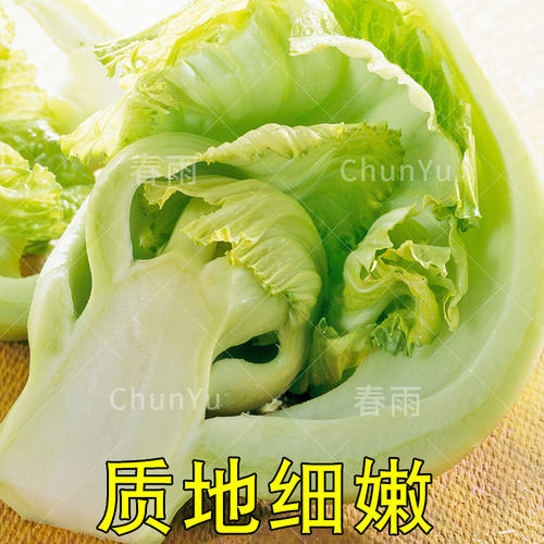 包心芥菜种籽介菜菜种大叶水东芥菜广东酸菜四季秋季蔬菜种子 - 图0