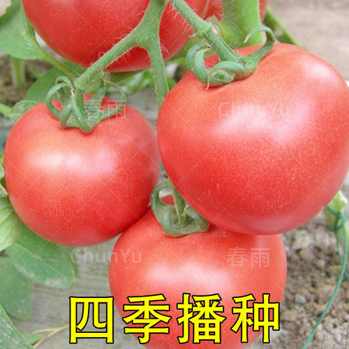 粉冠番茄西红柿种籽苗盆栽秧苗沙瓤四季夏季菜籽农家蔬菜种子孑子 - 图2