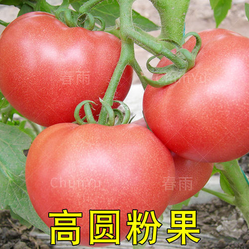 粉冠番茄西红柿种籽苗盆栽秧苗沙瓤四季夏季菜籽农家蔬菜种子孑子 - 图1